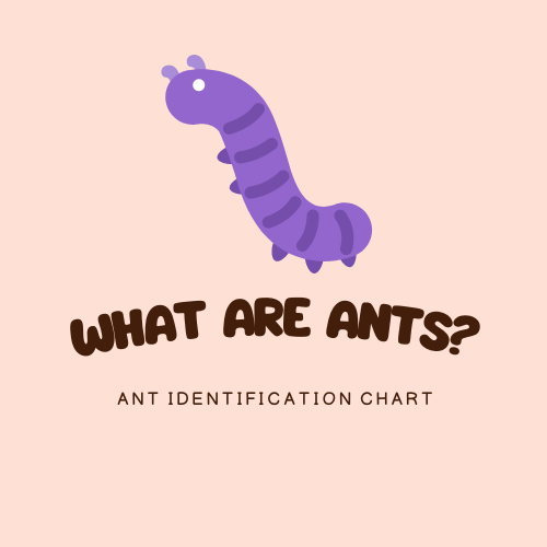 What are ants?