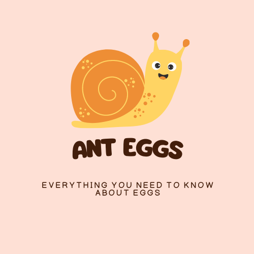 Ant Eggs