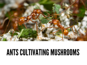 Ants cultivating mushrooms