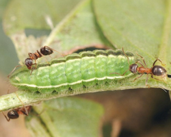 ants farming caterpillars