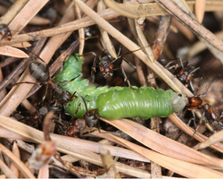 ants farming caterpillars and worms