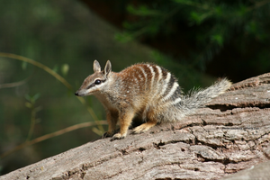 The numbat Ant Eater