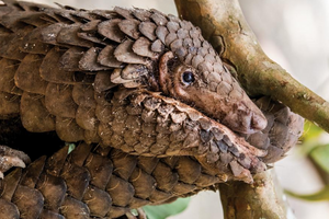 Pangolins Ant Eater