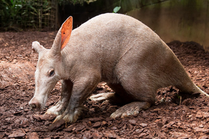 Aardvark Ant Eater