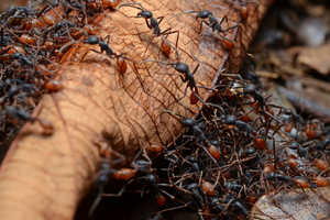 Army Of Ants