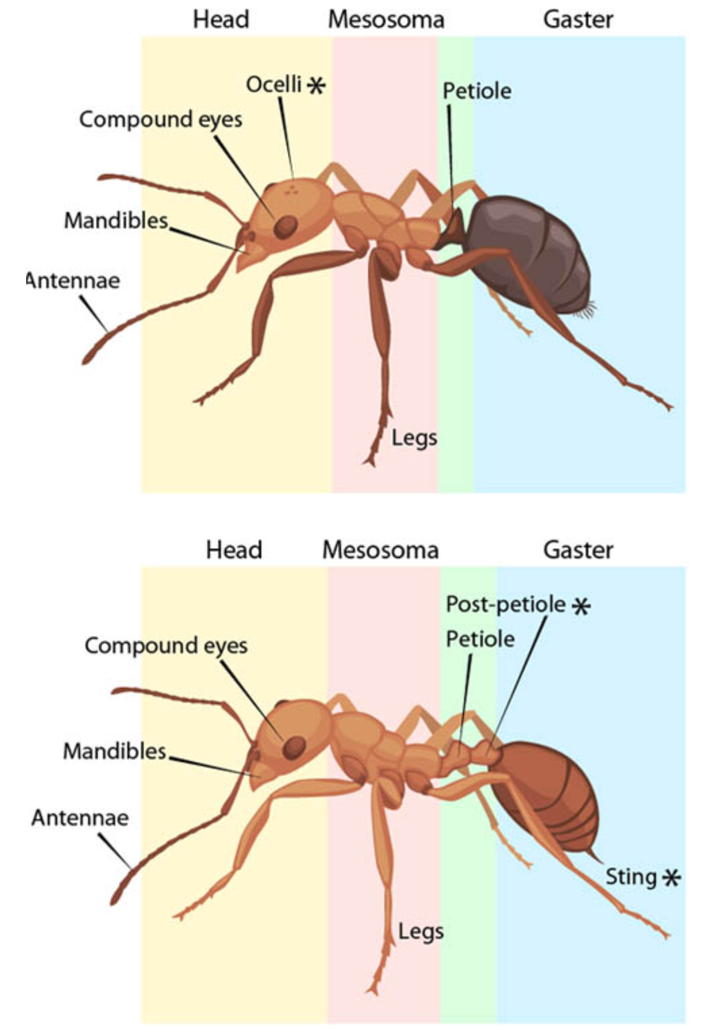 Ant Identification Chart (The anatomy and morphology of ants.)