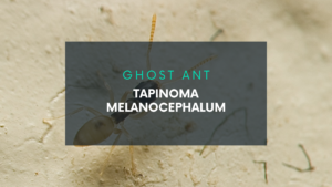 Tapinoma melanocephalum