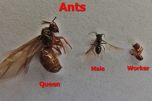 Pictures Of Flying Ants1