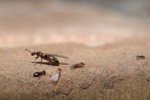 Pictures Of Flying Ants4