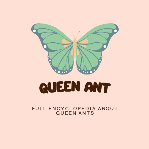 Queen Ant