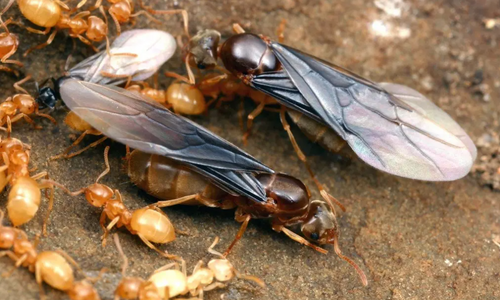 winged queen ants