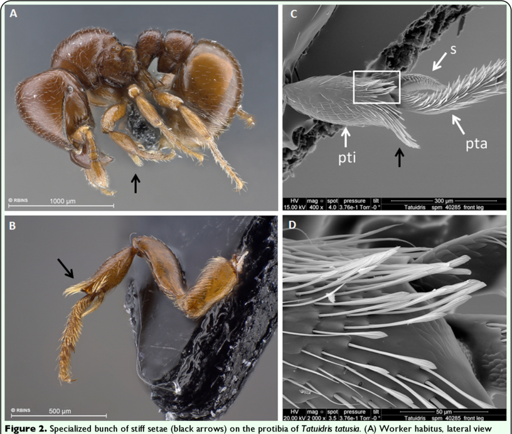 Microscope photos of Agroecomyrmecinae