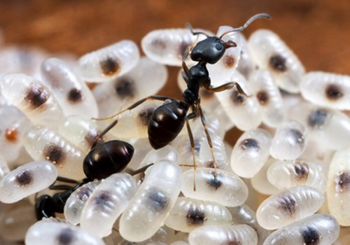 ANT LAYING EGGS