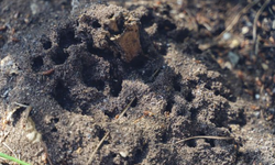 Ant Colony Picture 3