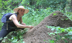 Ant Colony Picture