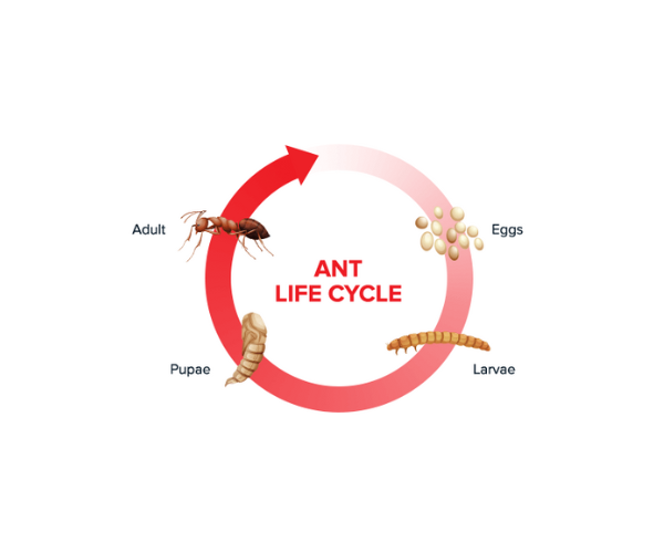 Ant Egg Gestation Period