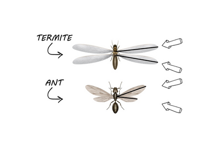 Differences Flying Ants vs Termites