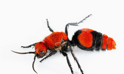 Red Velvet Ant