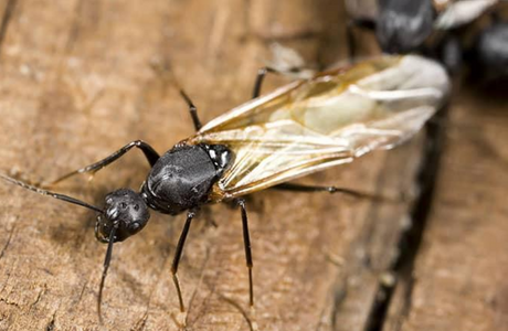 Flying Carpenter Ant