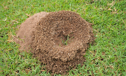 Images of Ant Hills_1