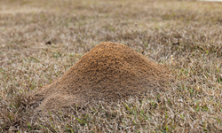 Images of Ant Hills_2