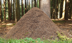 Images of Ant Hills_4