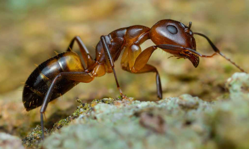 Argentine Ant