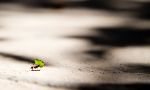 Argentine Ant Farming1