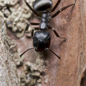 Carpenter Ant