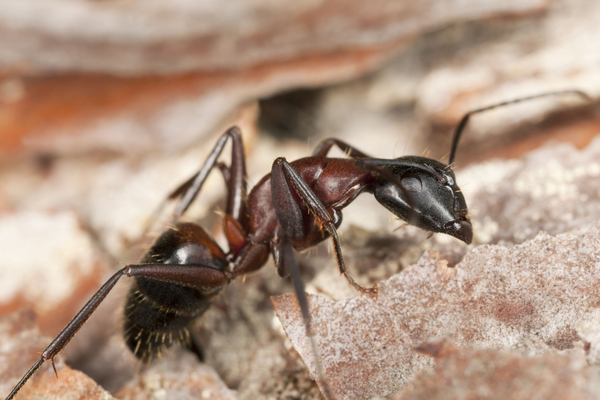 Carpenter Ant2