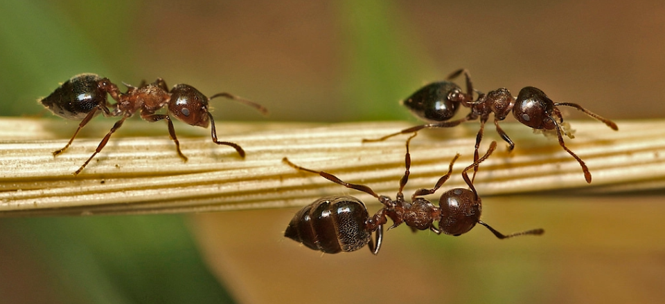 Acrobat Ants