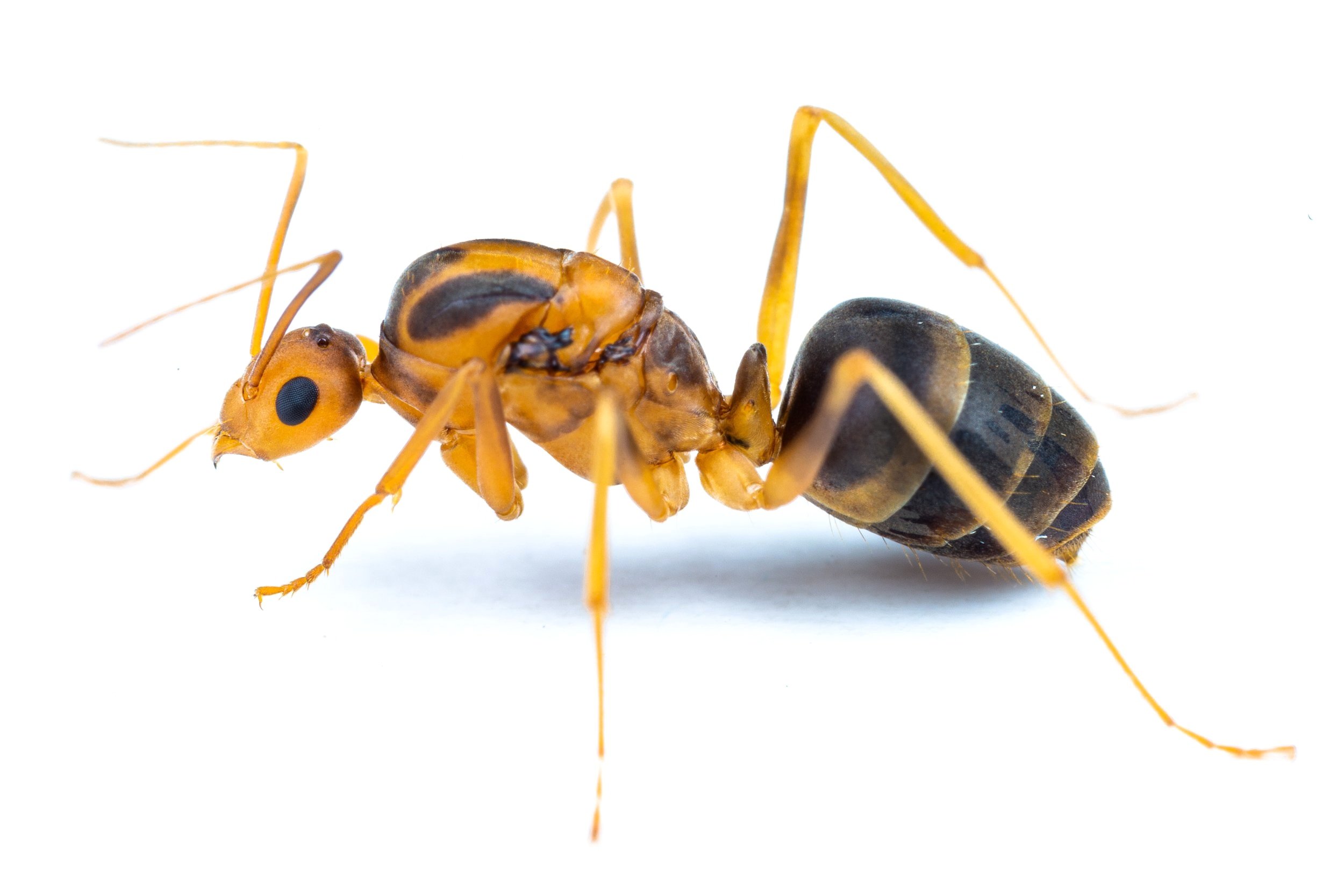 Yellow Crazy Ant