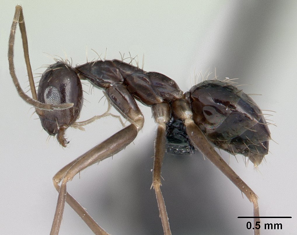 Longhorn crazy ant (Paratrechina longicornis)