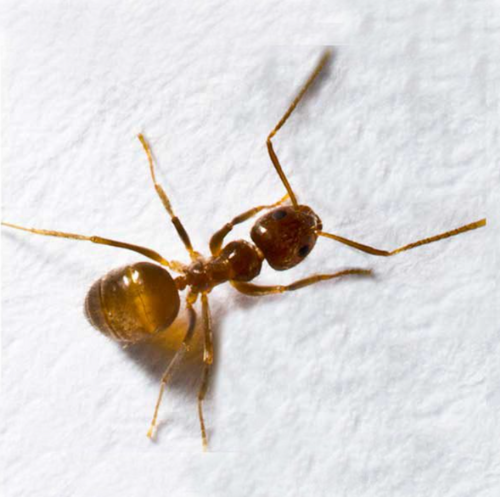 Odorous House Ant (Tapinoma sessile)