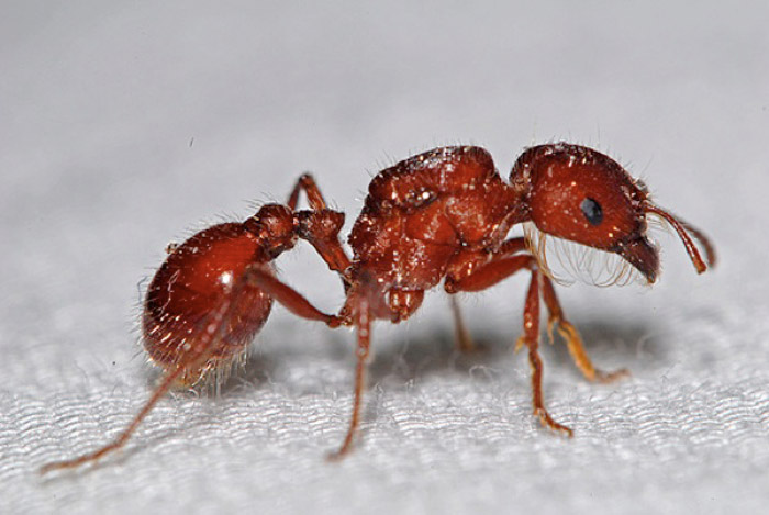 Red harvester ant 1